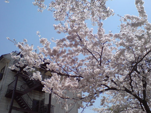 新柳の桜が最盛期!_d0182179_20181576.jpg
