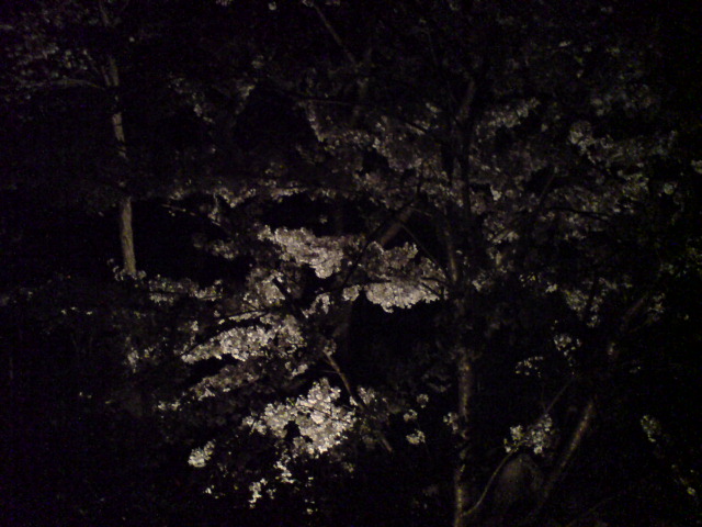 新柳の桜が最盛期!_d0182179_20571054.jpg