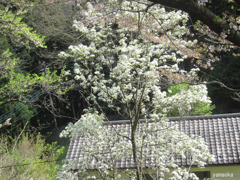 f0071480_22105499.jpg