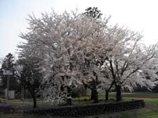 神社と桜はセットなのです_b0126182_22394429.jpg