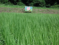 ７月22日の田んぼ（月光原小・西根小）_d0247484_1550587.jpg