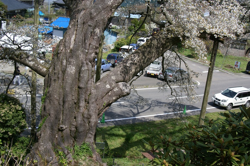 松岩寺の山桜　高萩市_b0183886_23372080.jpg