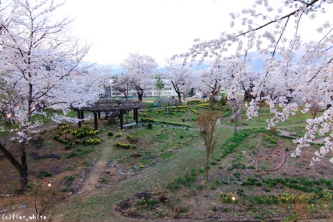 飯山城址公園の桜は満開です 野沢温泉とその周辺いろいろ