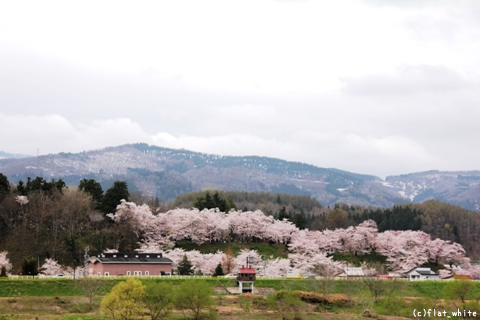 飯山城址公園の桜は満開です 野沢温泉とその周辺いろいろ