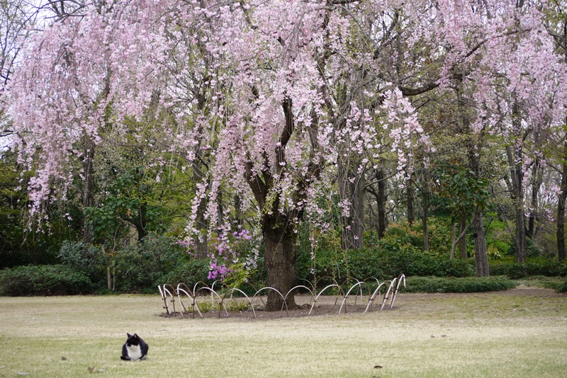 昭和記念公園③_a0127090_9405390.jpg