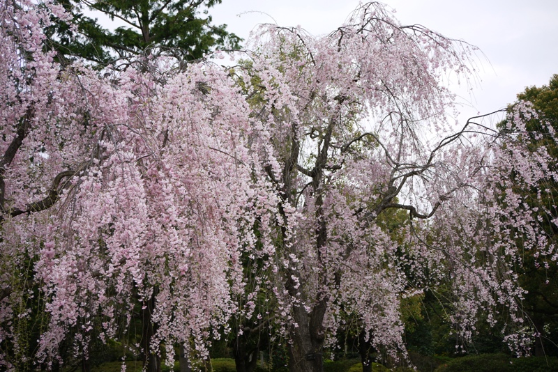 昭和記念公園③_a0127090_9414611.jpg