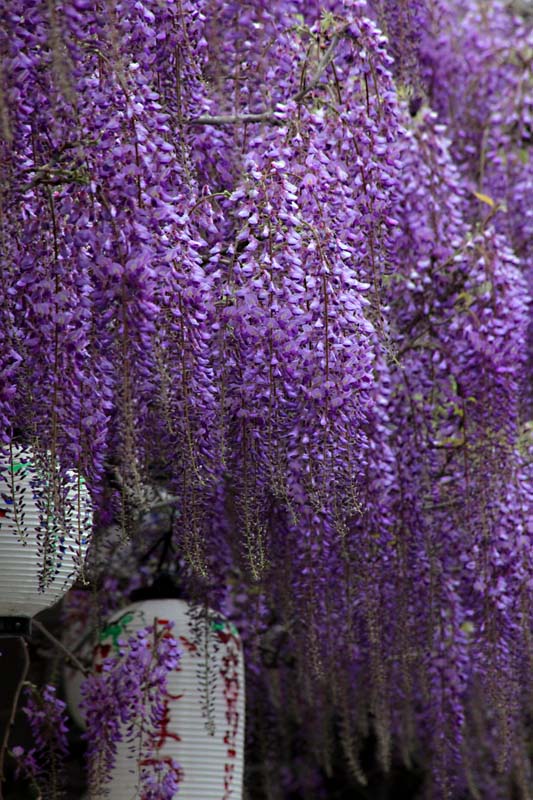 梶本さん家の藤の花 泉南市 泉南の四季