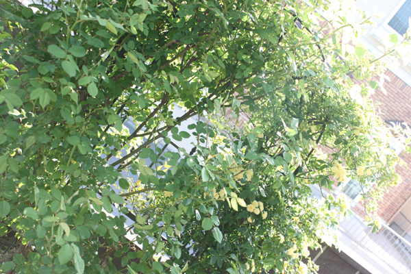 c0117597_2231598.jpg