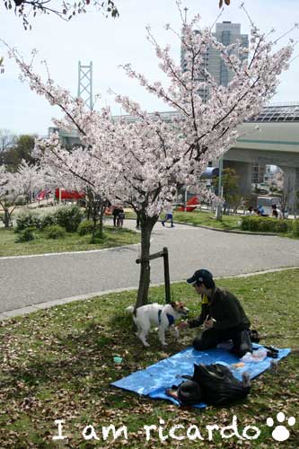 Cherry Blossom Viewing 1_e0128199_21442047.jpg