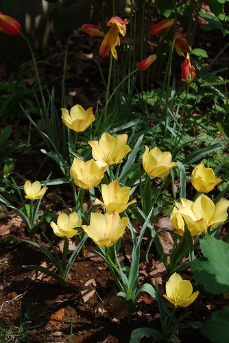 原種系チューリップ2012 : その5_c0124100_23371382.jpg
