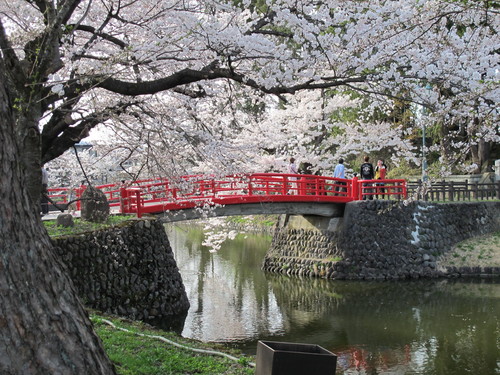 春爛漫・２０１２．４．２９・・・松が岬公園の桜・・・５_c0075701_17463787.jpg