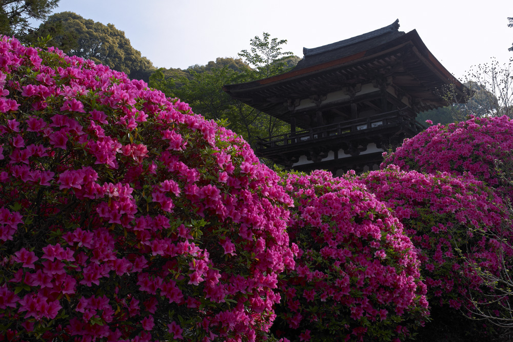 ツツジ咲く山辺の道・長岳寺_b0221605_8275065.jpg