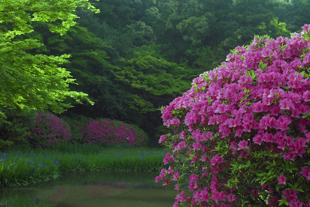 ツツジ咲く山辺の道・長岳寺_b0221605_8455271.jpg