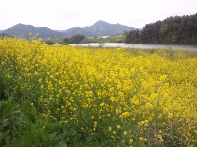 「いちめんのなのはな」　～由良川沿い～_e0252905_1152323.jpg