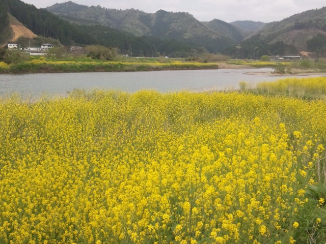 「いちめんのなのはな」　～由良川沿い～_e0252905_1161638.jpg