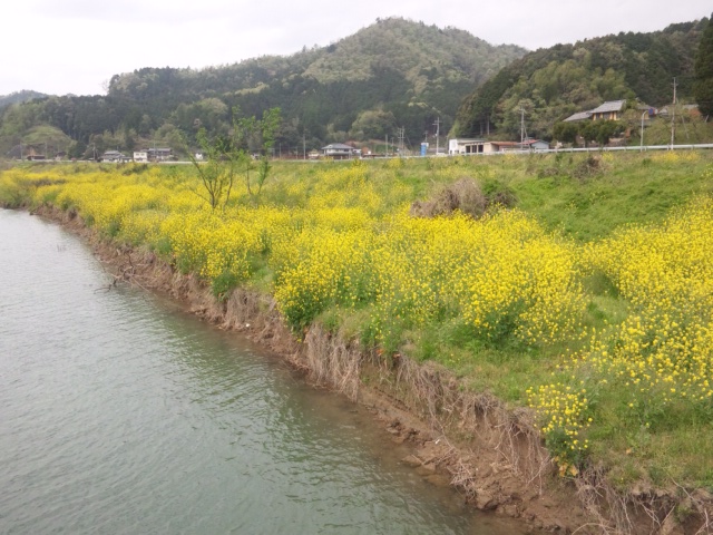 「いちめんのなのはな」　～由良川沿い～_e0252905_1162993.jpg