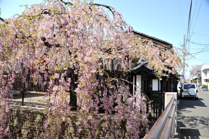 仙台市若林区の石橋屋の枝垂れ桜_b0190709_11462556.jpg