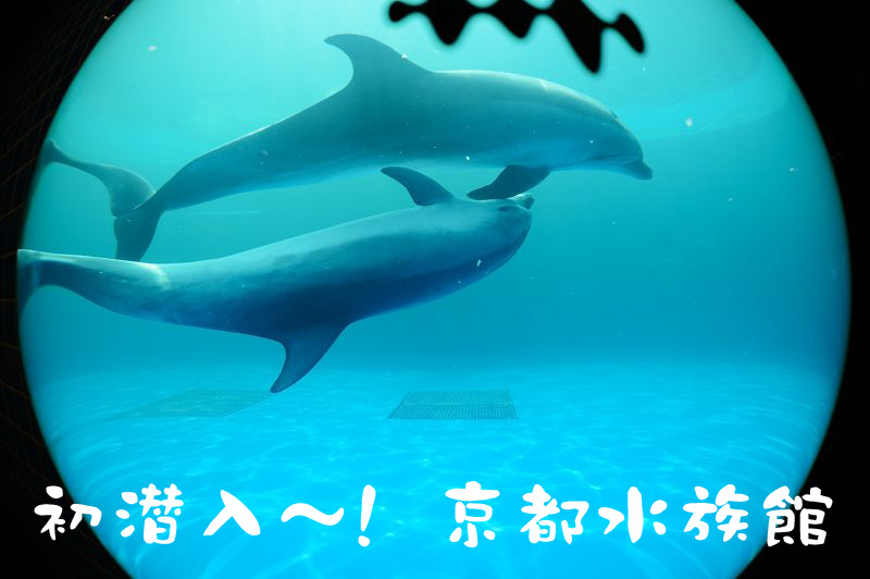 潜入!京都水族館 其の三_f0032011_19235942.jpg