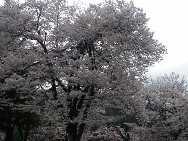 神岡城周辺の桜と神岡祭り_d0004813_20381336.jpg