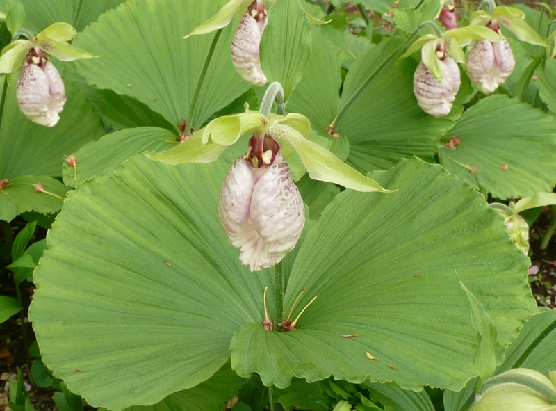 市川市万葉植物園 ２ 山歩風景