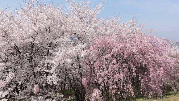 信州の桜ある風景－弘法山古墳_f0233414_0222262.jpg