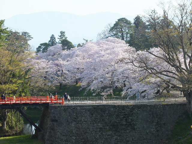 会津若松は桜満開_c0141223_13283568.jpg