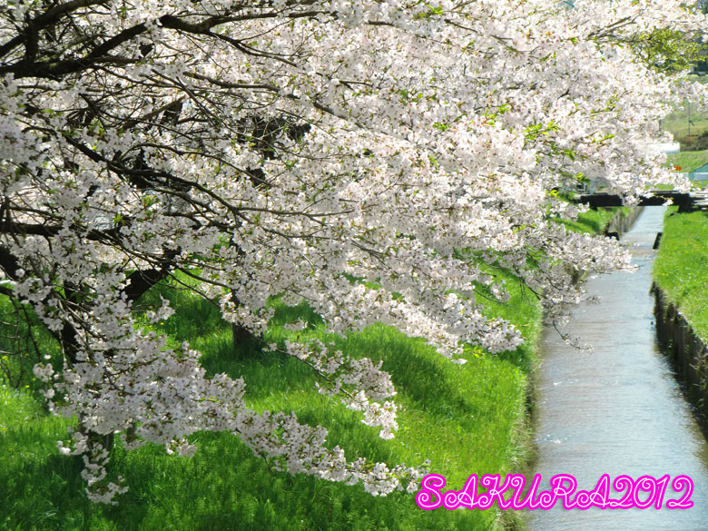 桜2012-4_d0015026_940432.jpg