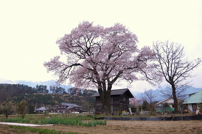 山高神代桜（日本三大桜）_a0087927_23162155.jpg