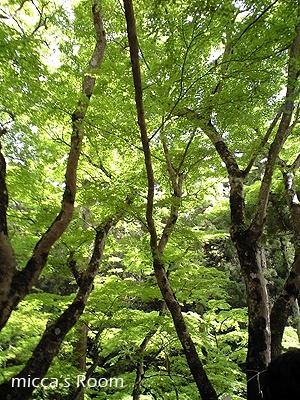 b0245038_15403243.jpg