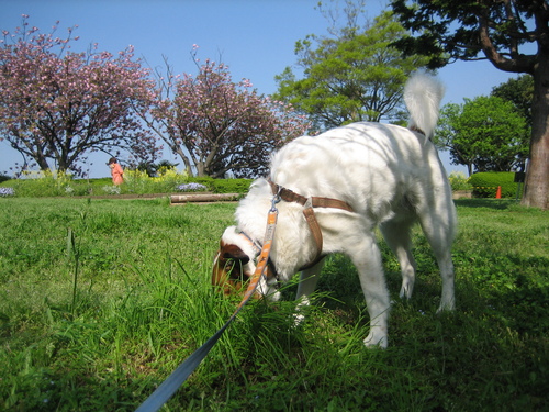 ＧＷ・・・・・大きな公園_b0086939_13464512.jpg