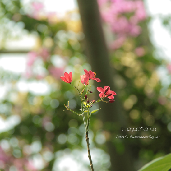 ハル、デート**in 植物公園_b0197639_21364390.jpg