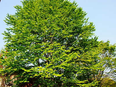 e0022839_2041020.jpg