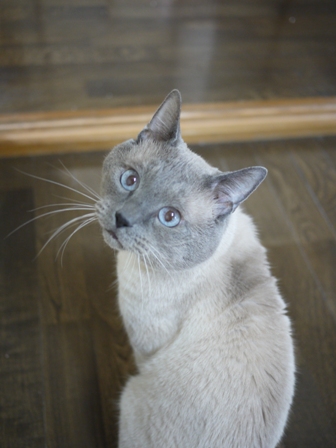猫のお友だち カイくん編。_a0143140_19205322.jpg