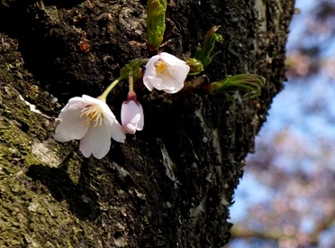 桜の名所・・・展勝地の花見　♪♪_c0204740_1613251.jpg