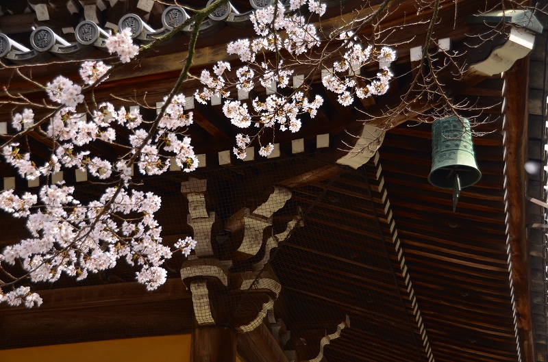 京都の桜2_c0220040_22575743.jpg