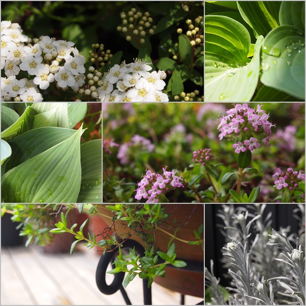 植物賛歌☆_c0152341_21353819.jpg
