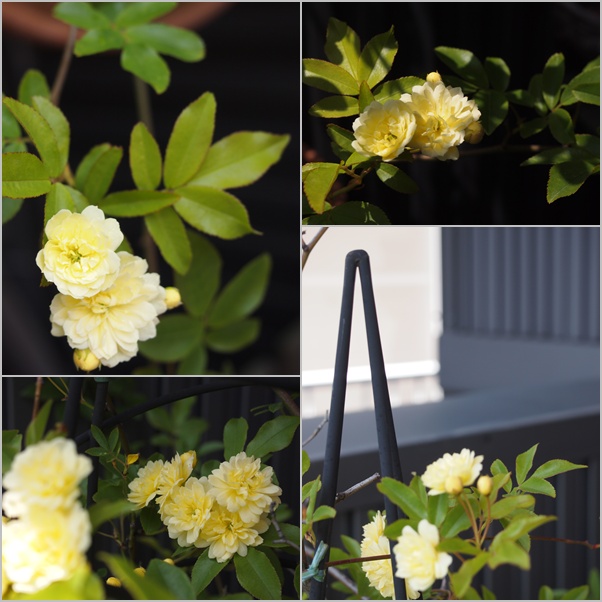 植物賛歌☆_c0152341_21355441.jpg