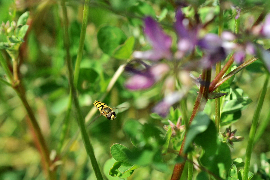 レンゲ畑でミツバチと戯れる。_d0148541_19472615.jpg