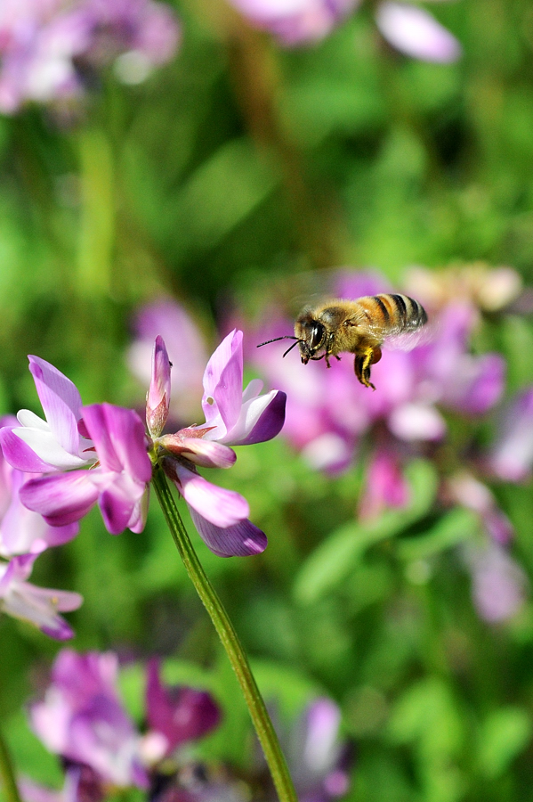 レンゲ畑でミツバチと戯れる。_d0148541_1947373.jpg