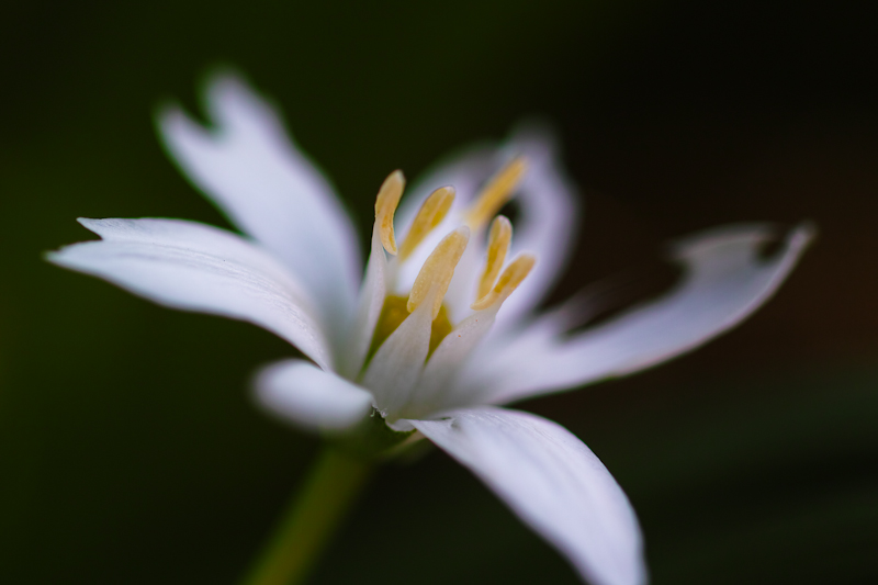 SIGMA MACRO 70mm F2.8 EX DG　レビュー_c0005245_1252134.jpg