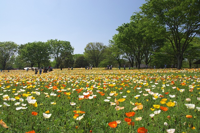 東京花散歩 花いっぱいの昭和記念公園 Happy Photo Life
