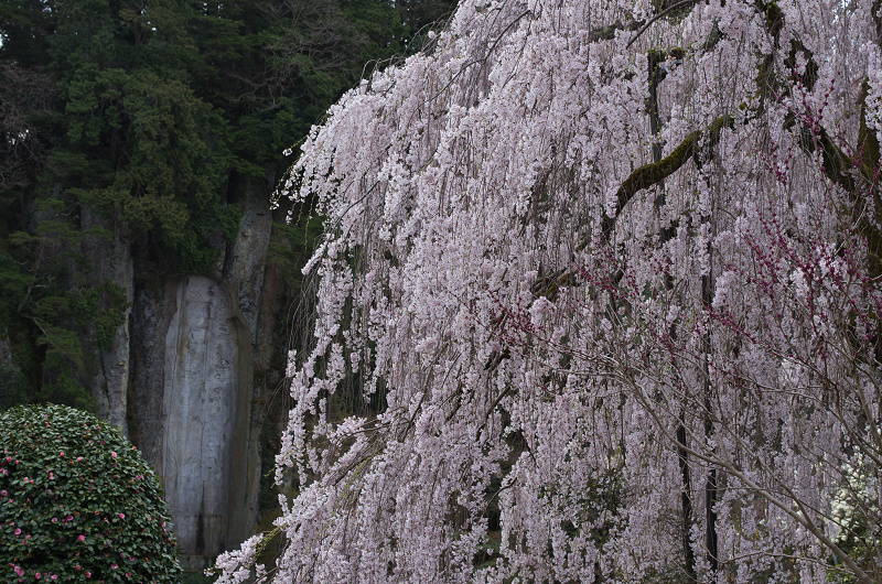 磨崖仏としだれ桜（奈良・大野寺）_f0155048_18285082.jpg