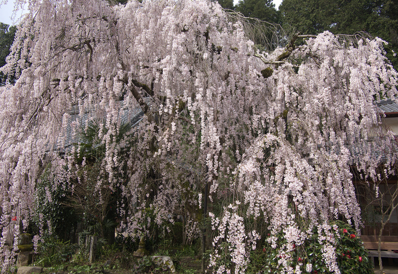 磨崖仏としだれ桜（奈良・大野寺）_f0155048_18294479.jpg