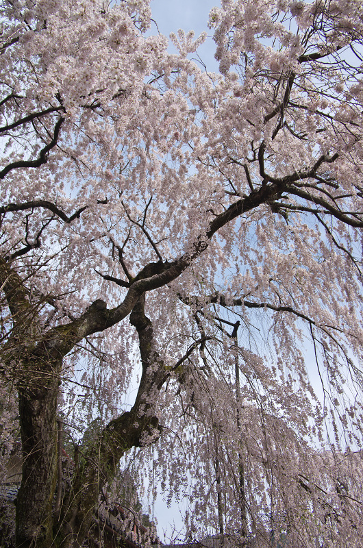 磨崖仏としだれ桜（奈良・大野寺）_f0155048_18295757.jpg