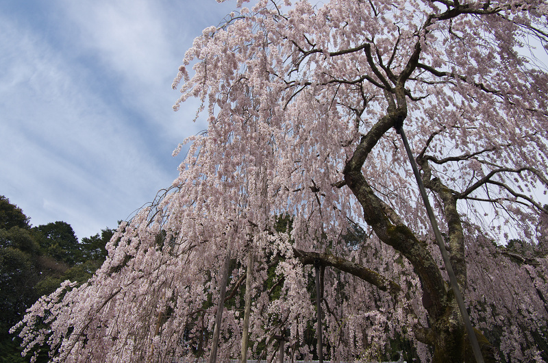 磨崖仏としだれ桜（奈良・大野寺）_f0155048_18321267.jpg