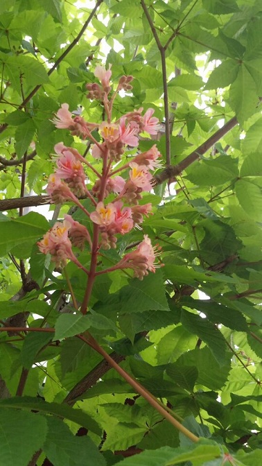 マロニエ　花言葉は「天才」「贅沢」_c0093850_21403120.jpg