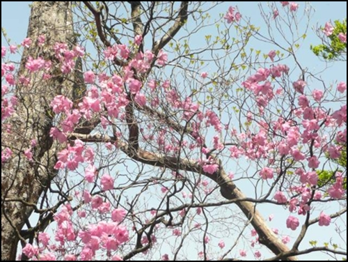 大好きな、花巡り！･･･（その１）･アケボニツツジに今年も会えて！_f0224350_14291973.jpg