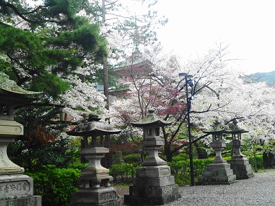 善光寺の桜_e0246551_1250060.jpg