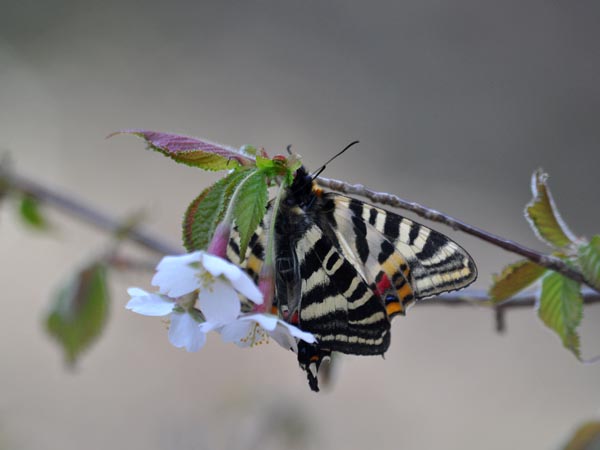 c0045352_9453175.jpg
