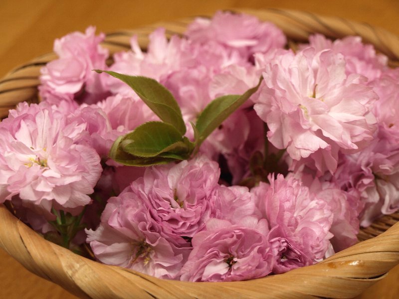☆ありがとう山菜レシピ・ウド・蕗・桜☆_c0092953_1153374.jpg